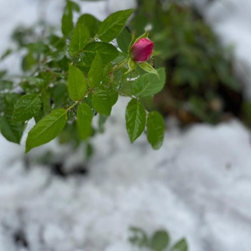 White and crystal snowflakes surrounding flowers 